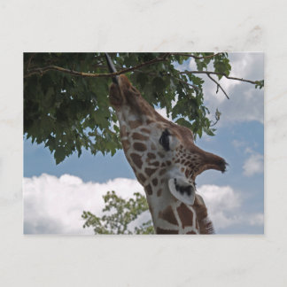 Hongaarse Giraffe Briefkaart