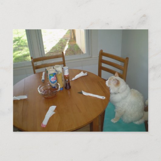 Hongaarse kat briefkaart (Voorkant)