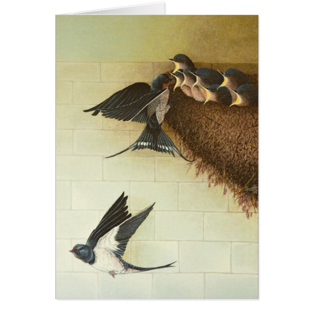 Hongaarse moerassen 2011 (Voorkant)