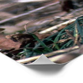 Hongaarse patrijs poster (Hoek)