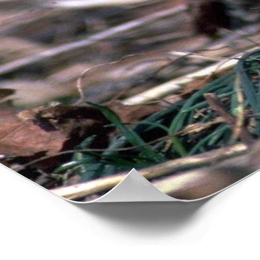 Hongaarse patrijs poster (Hoek)