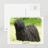 Hongaarse puli 8W48D-03 Briefkaart (Voorkant / Achterkant)