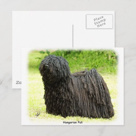 Hongaarse puli 8W48D-03 Briefkaart (Voorkant / Achterkant)
