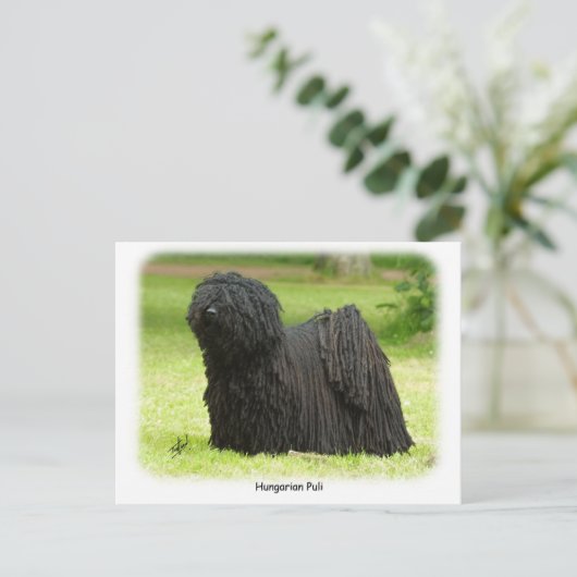 Hongaarse puli 8W48D-12 Briefkaart (Staand voorkant)