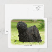 Hongaarse puli 8W48D-12 Briefkaart (Voorkant / Achterkant)