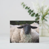 Hongaarse schapen briefkaart (Staand voorkant)