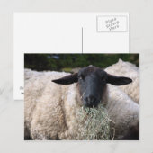 Hongaarse schapen briefkaart (Voorkant / Achterkant)