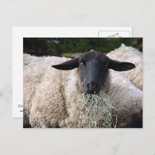 Hongaarse schapen briefkaart (Voorkant / Achterkant)