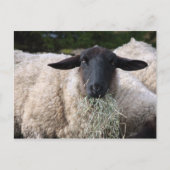 Hongaarse schapen briefkaart (Voorkant)