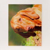 Hongaarse Vizla Dog Jigsaws. Legpuzzel (Verticaal)