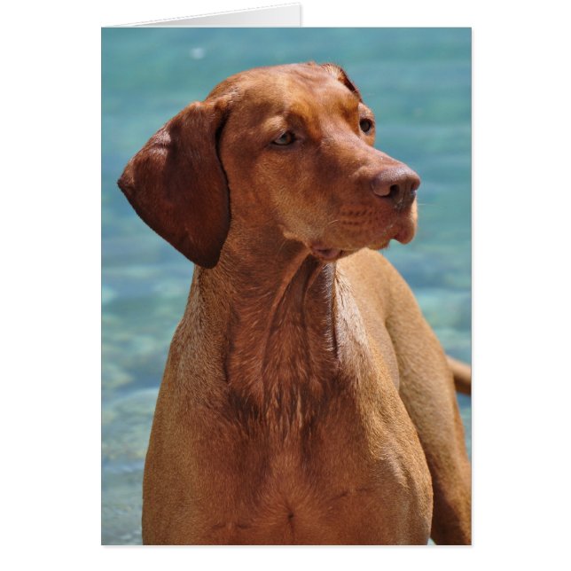 Hongaarse Vizsla-hond (Voorkant)