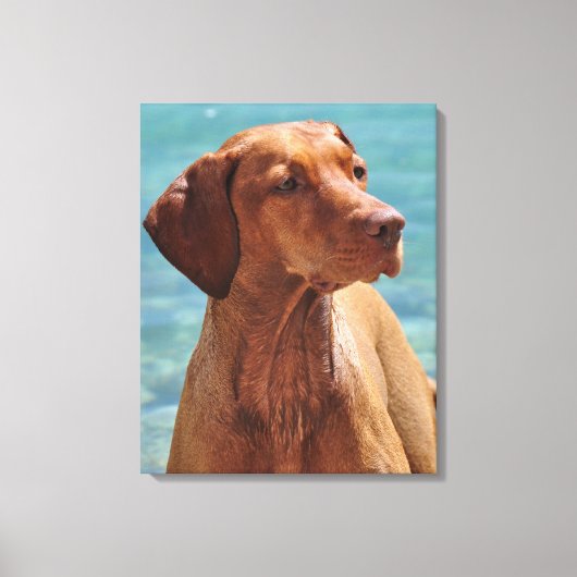 Hongaarse Vizsla-hond Canvas Afdruk (Voorkant)