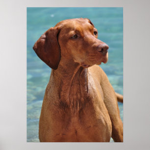 Hongaarse Vizsla-hond Poster