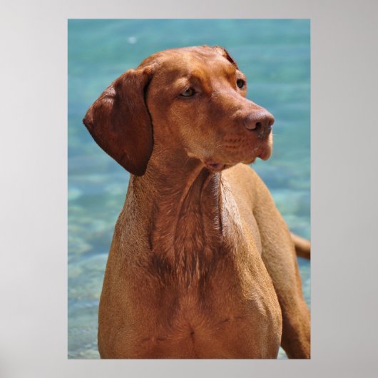 Hongaarse Vizsla-hond Poster (Voorkant)