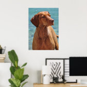 Hongaarse Vizsla-hond Poster (Thuiskantoor)