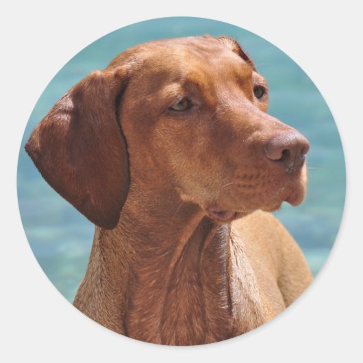 Hongaarse Vizsla-hond Ronde Sticker (Voorkant)
