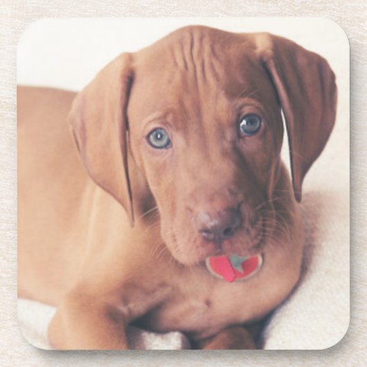 Hongaarse Vizsla Puppy Bier Onderzetter (Voorkant)