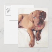 Hongaarse Vizsla Puppy Briefkaart (Voorkant / Achterkant)