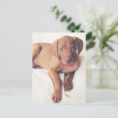 Hongaarse Vizsla Puppy Briefkaart (Staand voorkant)