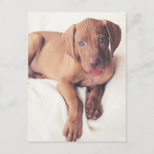 Hongaarse Vizsla Puppy Briefkaart