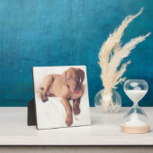 Hongaarse Vizsla Puppy Fotoplaat (Insitu)