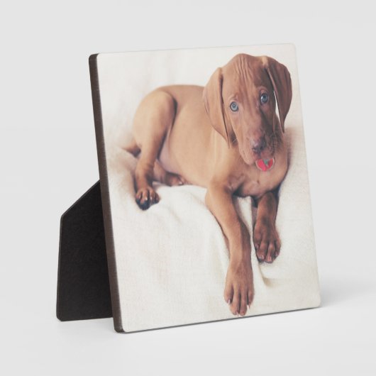 Hongaarse Vizsla Puppy Fotoplaat (Voorkant)