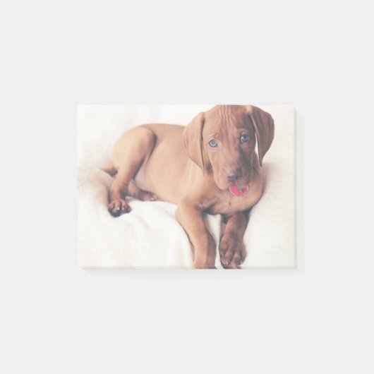 Hongaarse Vizsla Puppy Post-it® Notes (Voorkant)