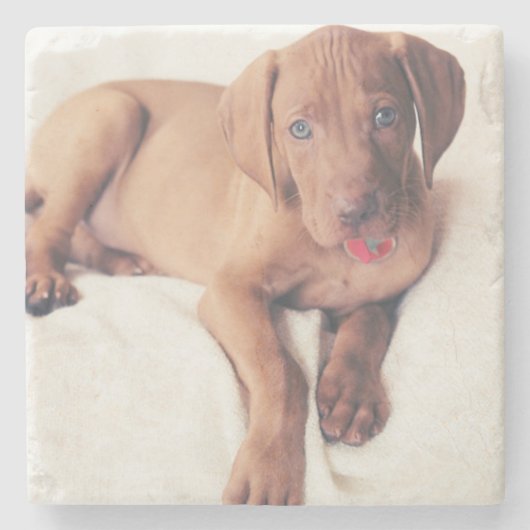 Hongaarse Vizsla Puppy Stenen Onderzetter (Voorkant)