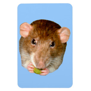 Hongarije - Rat Premium Magnet Magneet