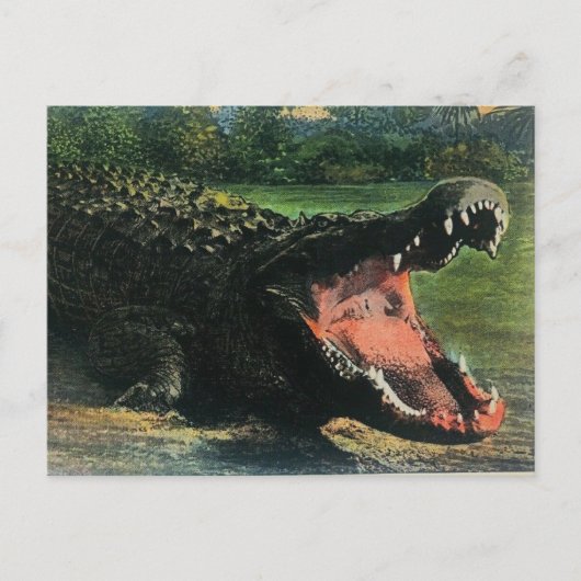 Hongerig Man-eten Alligator Briefkaart (Voorkant)