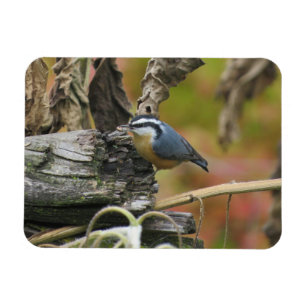 Hongerig Schattige Nuthatch Magnet Magneet