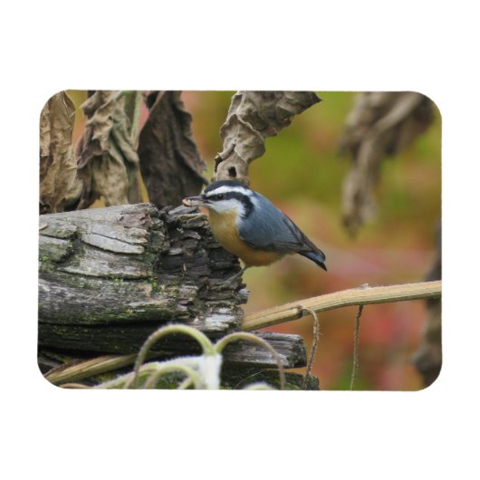 Hongerig Schattige Nuthatch Magnet Magneet (Horizontaal)