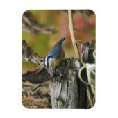 Hongerig Schattige Nuthatch Magnet Magneet (Verticaal)