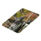 Hongerig Schattige Nuthatch Magnet Magneet (Linkerzijde)