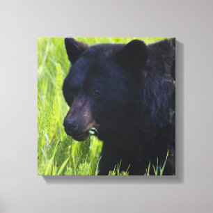 Hongerig zwart Beer canvas Print