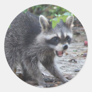 hongerige Baby Raccoon Sticker