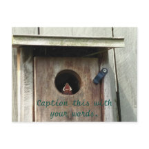 Hongerige Baby vogelmus foto Briefkaarten