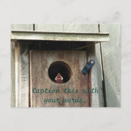 Hongerige Baby vogelmus foto Briefkaarten