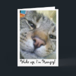 Hongerige kat Grappige groet / Verjaardag Kaart<br><div class="desc">Perfect voorbeeld van mijn kat Teddy,  altijd vragen om eten!</div>