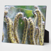 Hongerige koolwitrupsplaque fotoplaat (Zijkant)