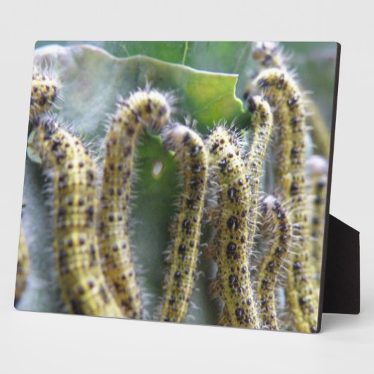 Hongerige koolwitrupsplaque fotoplaat (Zijkant)