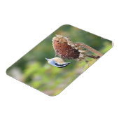 Hongerige Nuthatch Magneet (Linkerzijde)