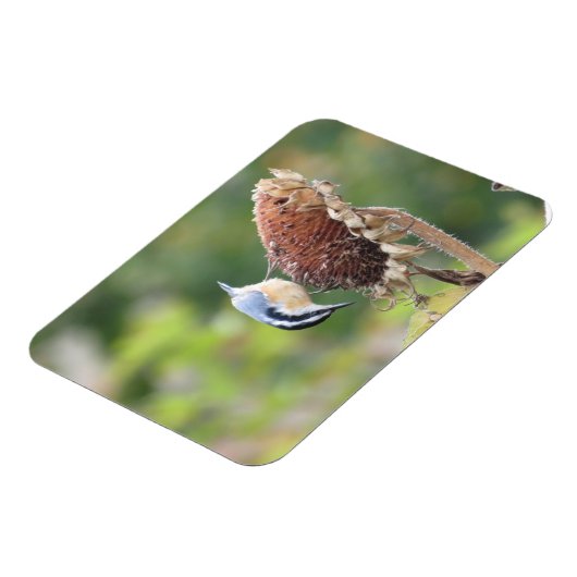 Hongerige Nuthatch Magneet (Linkerzijde)