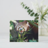 hongerige rode panda briefkaart (Staand voorkant)