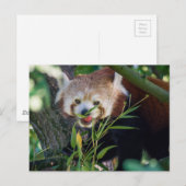 hongerige rode panda briefkaart (Voorkant / Achterkant)