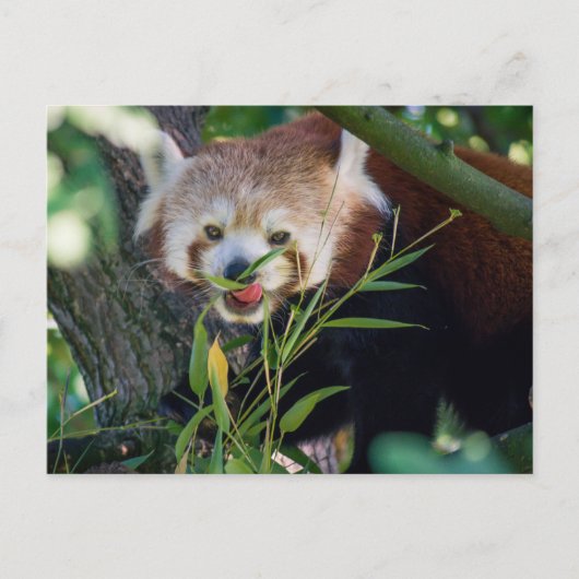 hongerige rode panda briefkaart (Voorkant)
