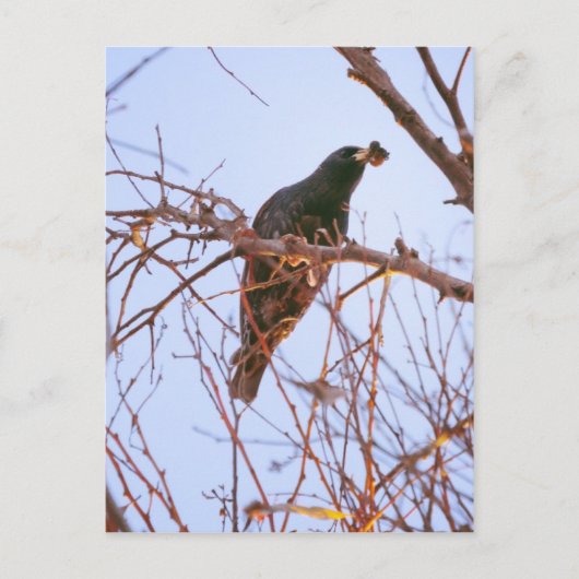 hongerzonsondergang briefkaart (Voorkant)