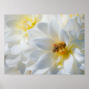 Honigbij op een Dahlia Poster