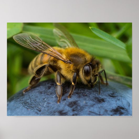 Honigbij op een Steen Poster (Voorkant)