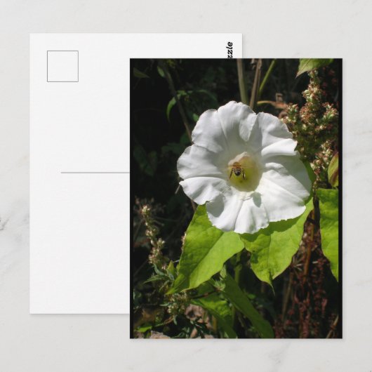 Honigbij op Wilde Morgenster Briefkaart (Voorkant / Achterkant)
